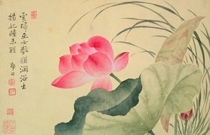 「花のアルバム」からのユン・シューピン（1633-90）による蓮の花（シルク裏紙のトイレ）